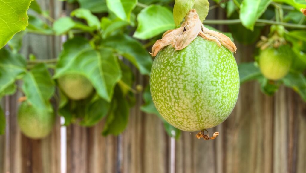 Fruiting Vines for Brisbane Pergolas: Explore Passionfruit & Kiwi