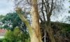 Spotted Gum Tree in Adamstown Heights Struck by Lightning