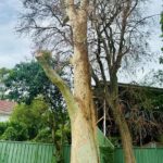 Spotted Gum Tree in Adamstown Heights Struck by Lightning