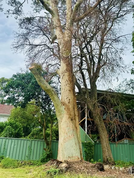 Spotted Gum Tree in Adamstown Heights Struck by Lightning