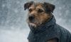 Weather-Resistant Gear for Pets: Top Essential Items
