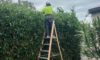 Hedging Plants for Easy Care in Newcastle Gardens