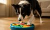 Border Collie Mental Stimulation Tips for Training Success