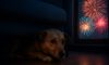 Firework Phobia Solutions: Comfort Strategies for Pets