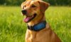 Solar-Powered Gadgets: Eco Innovations for Your Pets