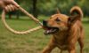 Hemp Leashes for Dogs: Strong and Durable Choices to Explore