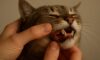 Teeth Brushing Kits for Cats: Top Oral Care Tips You Need