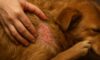 Flea Control: Essential Tips for Autumn Pet Protection