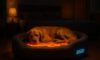Temperature-Controlled Beds: Ensuring Comfort for Pets