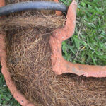 Tree Roots in Drains: Solutions for Sutherland Shire’s Problem