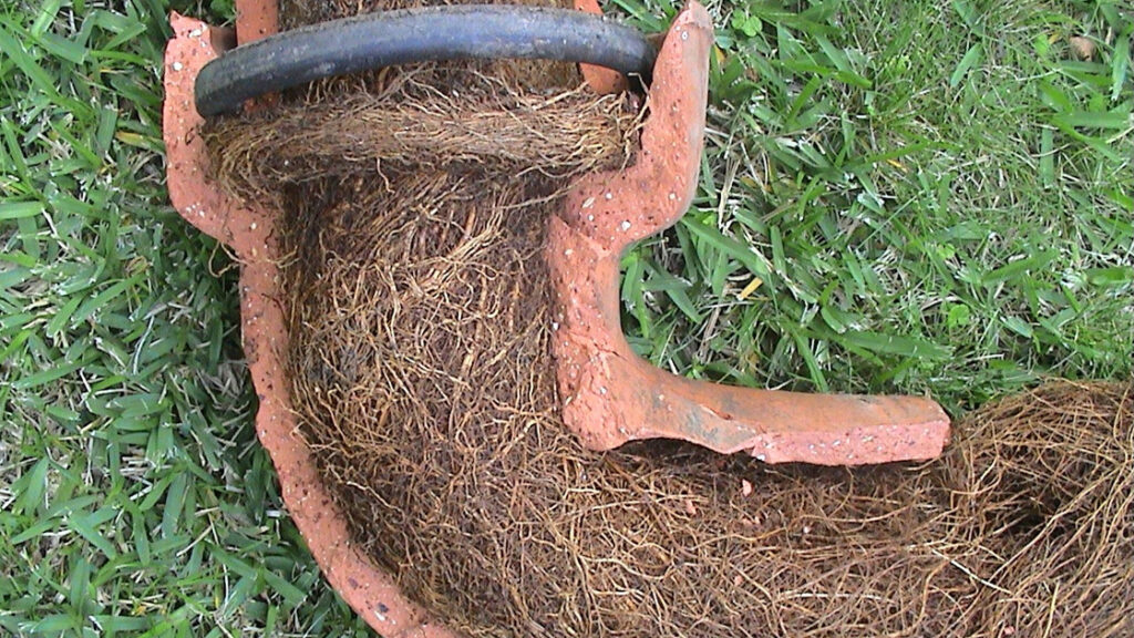 Tree Roots in Drains: Solutions for Sutherland Shire’s Problem